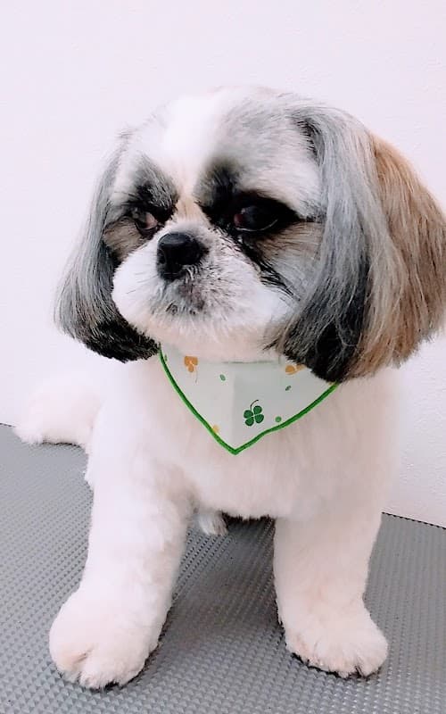総持寺犬専門トリミング わんこ美容室ポーちゃんの写真