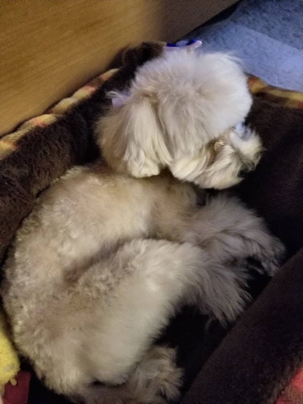 ブティックサロンDog.DOの写真