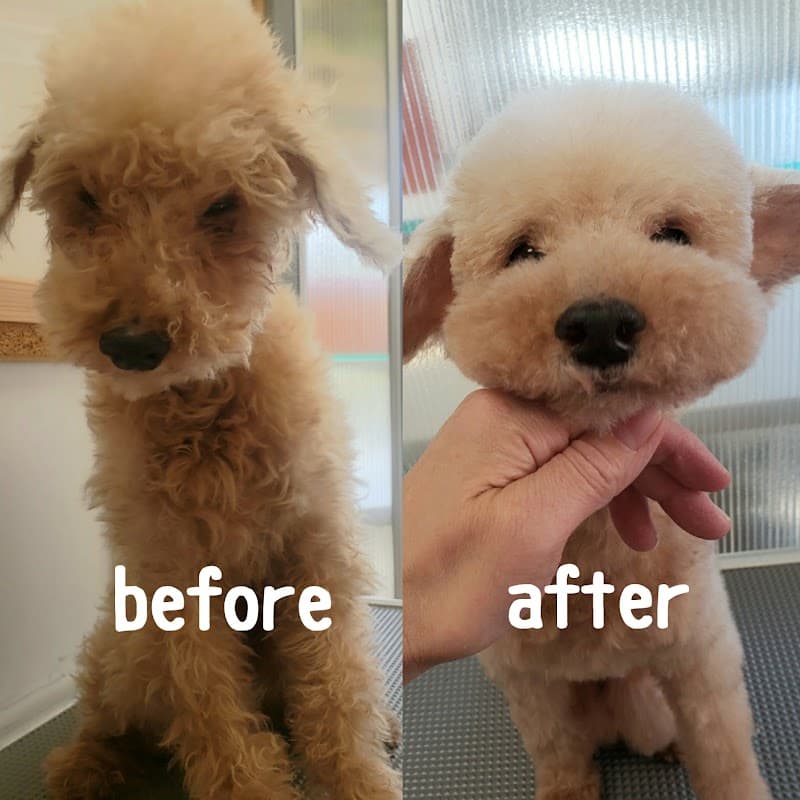 PetPeace(ペットピース)トリミングサロンの写真