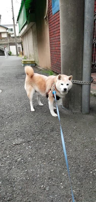 トリミングサロン Kheenakoの写真5