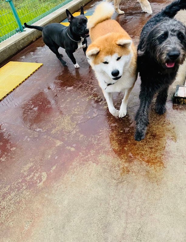 ドッグホテルポケットの写真
