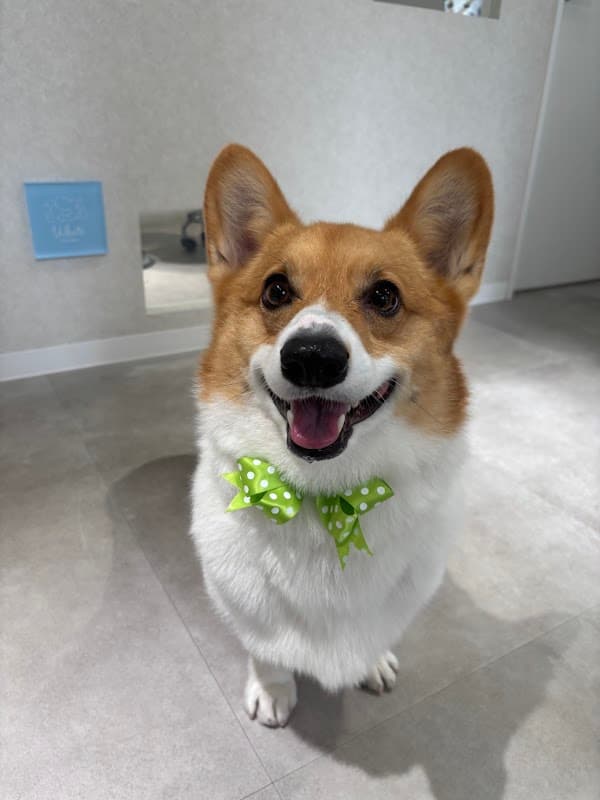 Dog Salon Whiteの写真