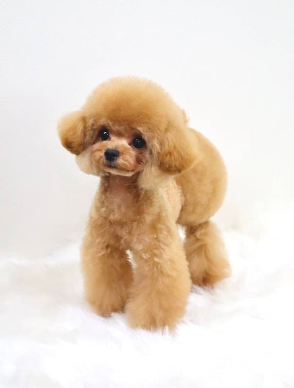 Dogsalon&Cafe PawPadsの写真