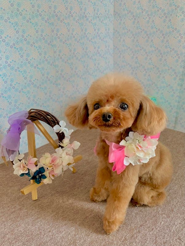 Dog Salon HINAの写真