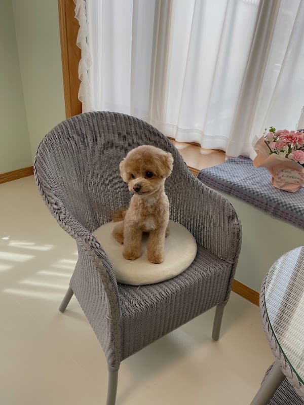 Dog Salon AOBAの写真