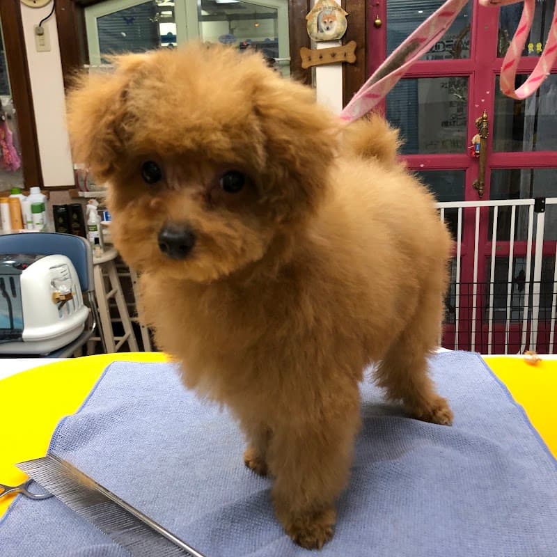 Dog Grooming Salon Pretty Poochの写真