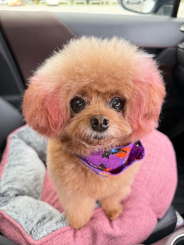 Pet salon トリムの写真