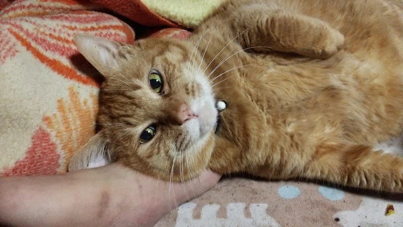くま動物病院の写真