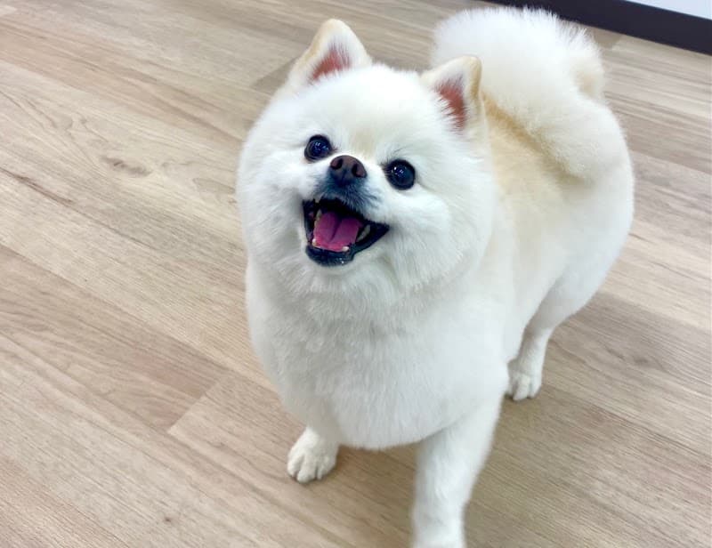 ドッグリープの写真