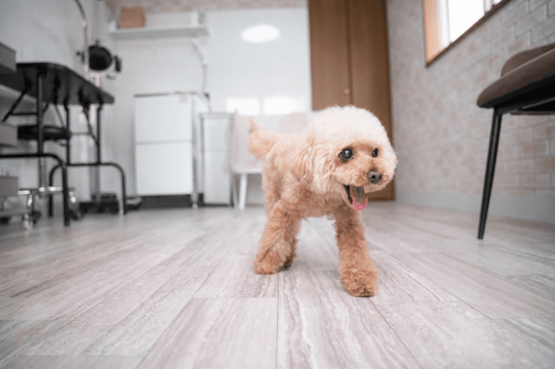 Dog Salon Maison Chérie(ドッグサロンメゾンシェリー)の写真