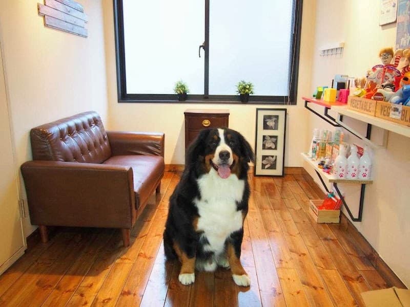 ペットトリミングサロンHotDogs(ホットドックス) 横浜元町店の写真