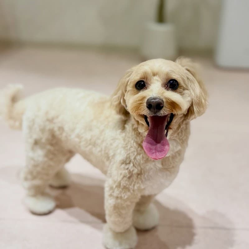 Dog salon Linoの写真