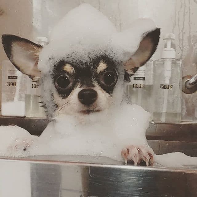 ペットサロン ドギーテールの写真4