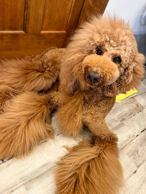 dog salon whip ドッグサロンホイップの写真