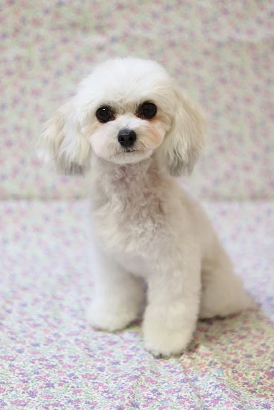 Doggie Delightの写真