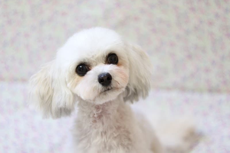 Doggie Delightの店内・トリミングの様子(2枚目)