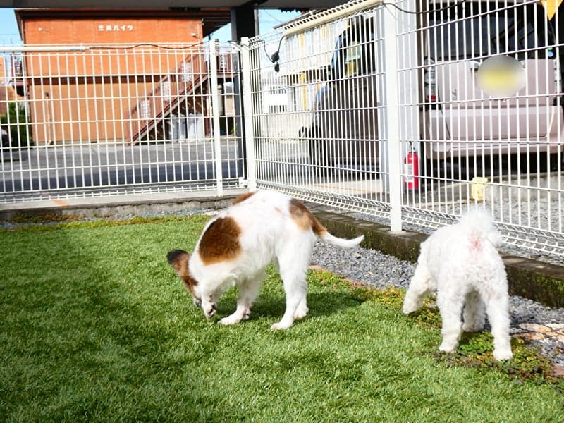 DogHouse陽だまりの写真1
