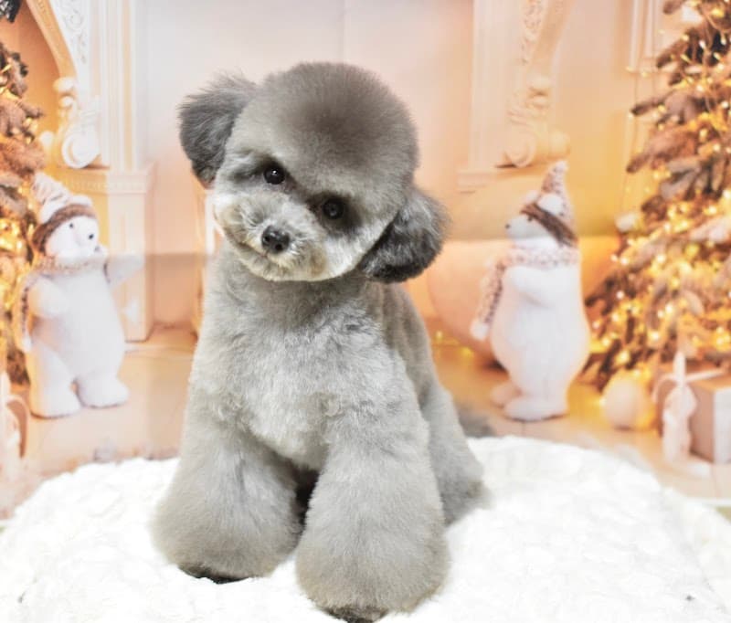 Miel Sourire salon (旧Dog Salon Miel.)の写真1