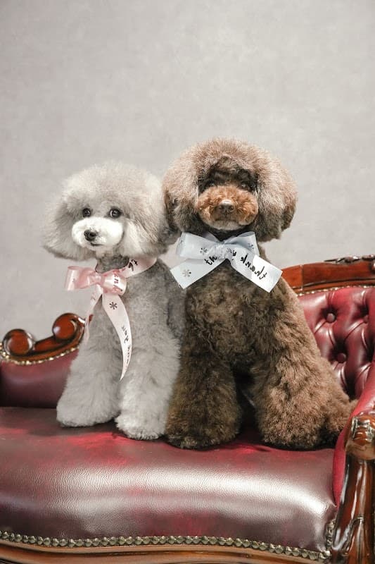 犬の美容室 dog salon PAPA de GIGI 盛岡菜園店の写真1