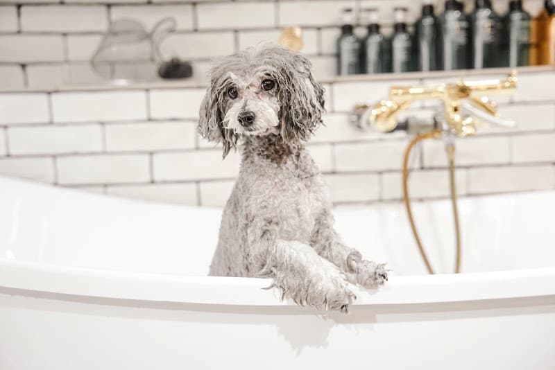 犬の美容室 dog salon PAPA de GIGI 盛岡菜園店の写真2