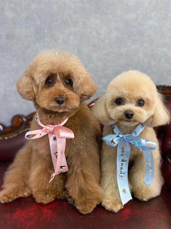 犬の美容室 dog salon PAPA de GIGI 盛岡菜園店の写真3