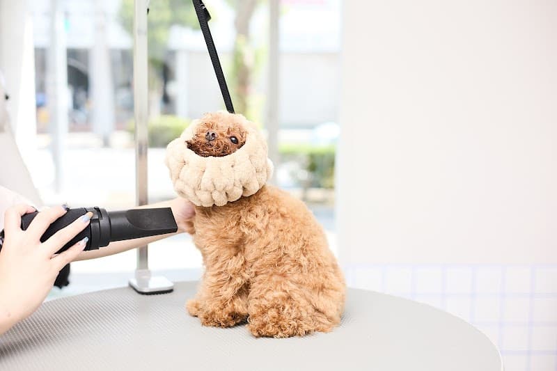 Lyrrm Dog Grooming and Community / リルム ドック グルーミング アンド コミュニティの写真