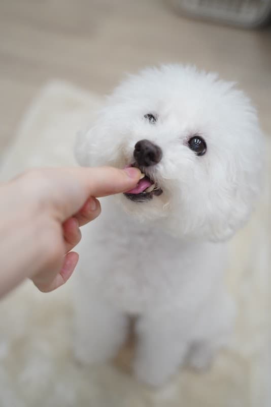 トリミングサロン モイの写真