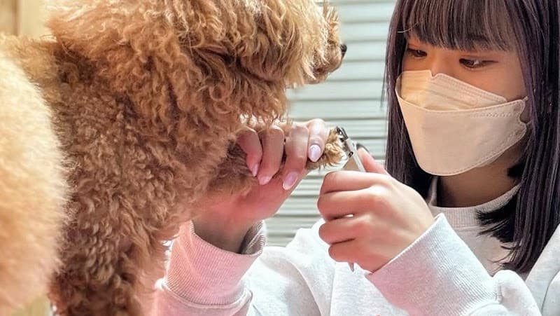 MIKU ペットサロンの写真