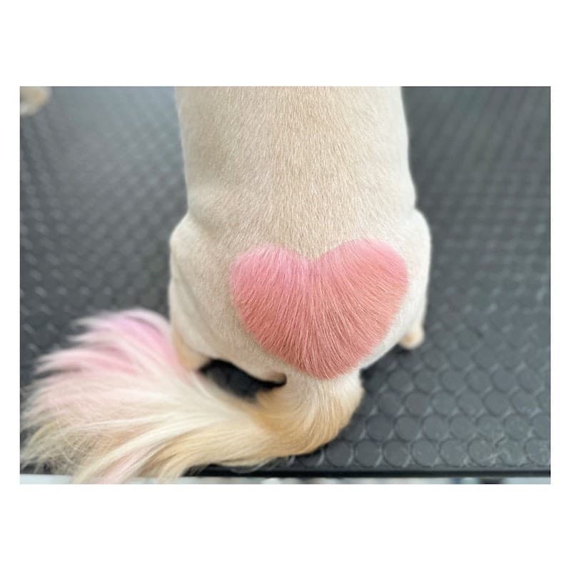 Dog salon Millmeadの写真3