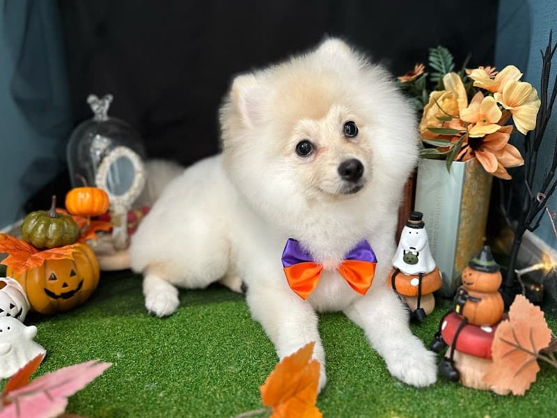 Dog salon Millmeadの写真5