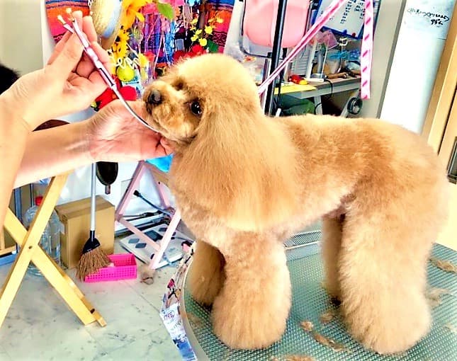愛犬の美容・カメラ付きホテル HICOのうちの写真