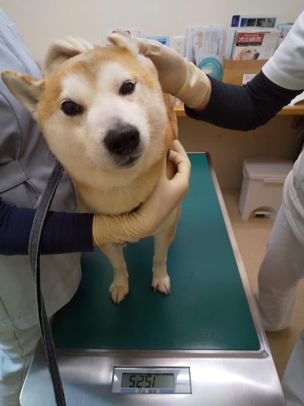 すご動物病院の写真