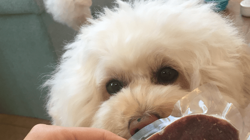 Dog salon KOTTAPELLI コタペリの写真1