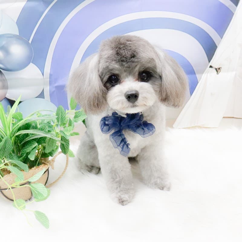 DOGSALON T&Cの写真