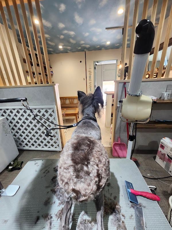 Dog Salon OHANAの写真