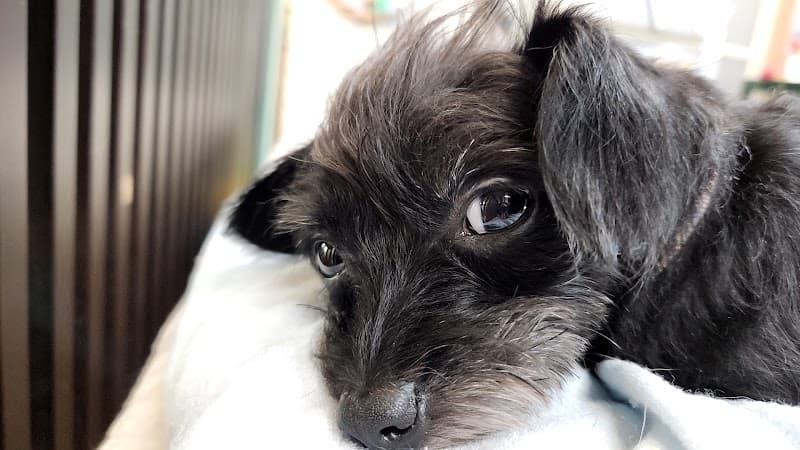 老犬,老猫ホーム、ペットホテル鹿児島の写真