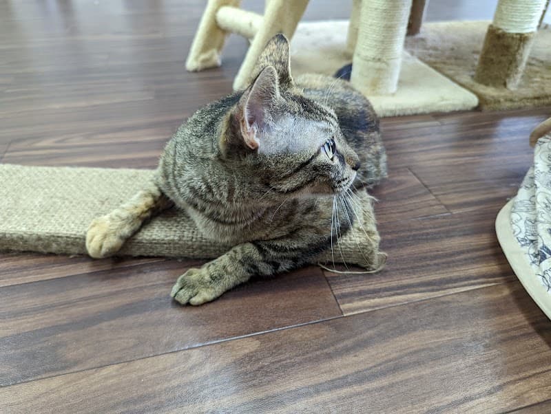 譲渡型保護猫サロンもんにゃかの写真