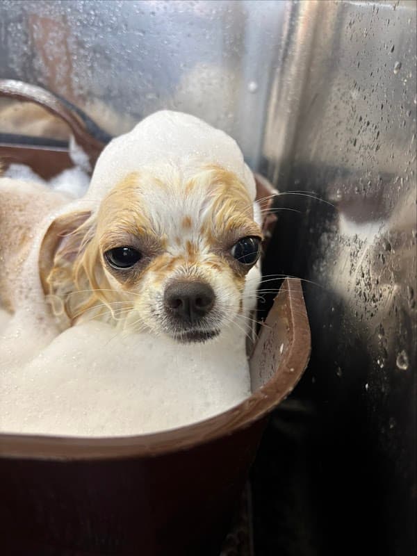 AROHA DOG/波多野則子の写真2