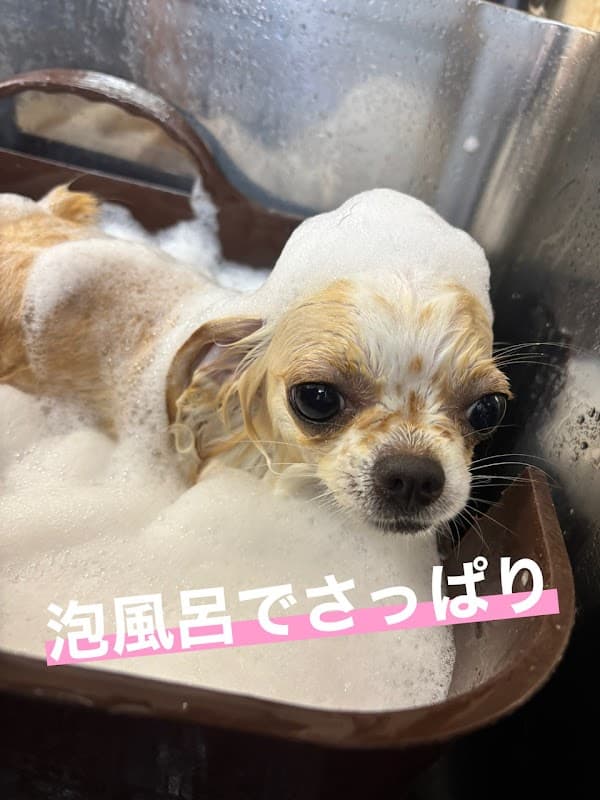 AROHA DOG/波多野則子の写真5