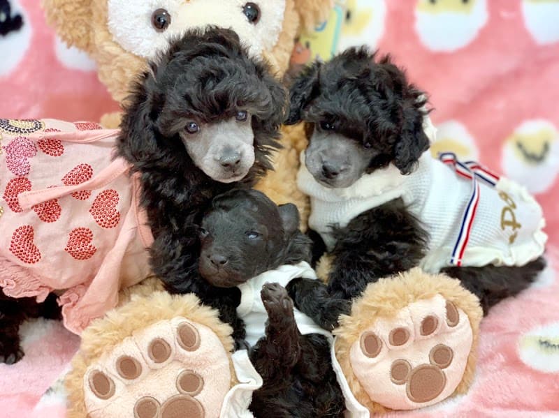 ドッグナビゲーター雅趣園の写真1