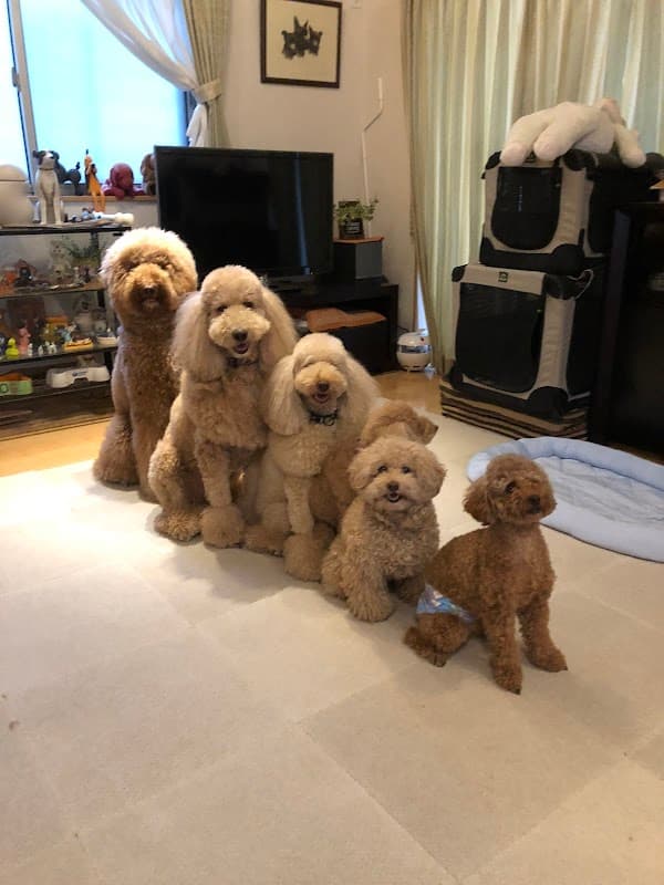 犬の幼稚園 trining DOG HOTEL TONAKAIの写真