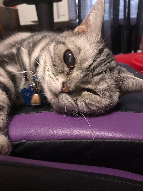 ふくだ動物クリニックの写真