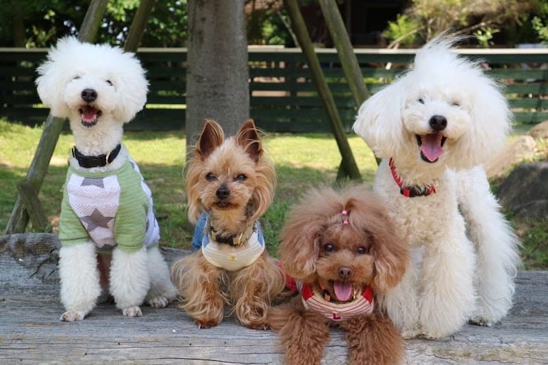 Dog Salon cache-cacheの写真
