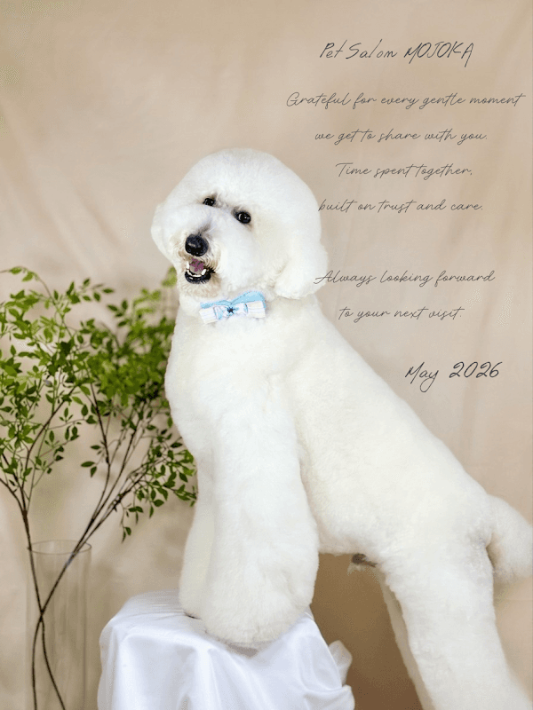 pet salon MOJOKAの写真