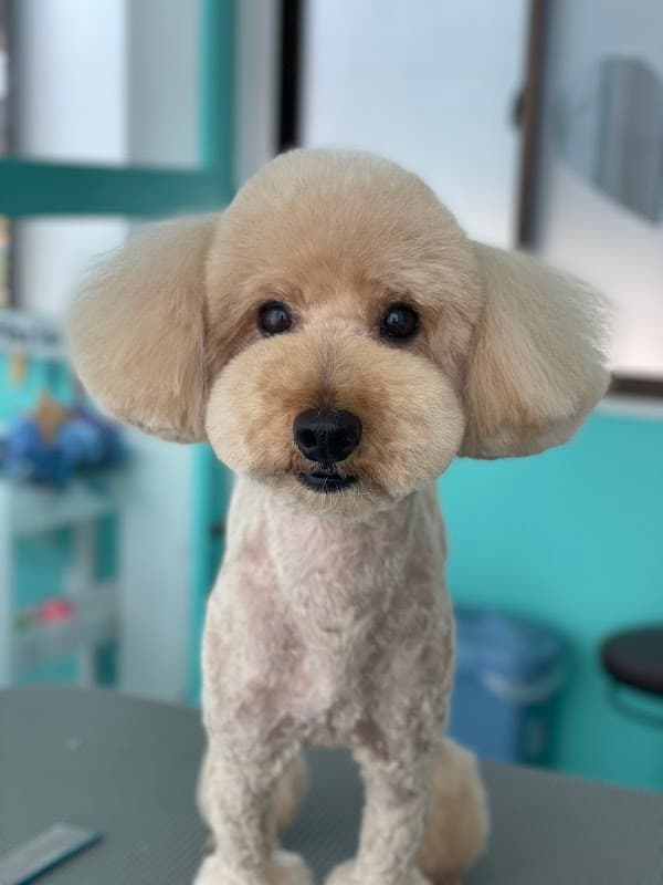 Dog Salon MERONの写真