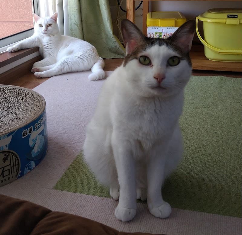 やまぐち動物クリニックの写真