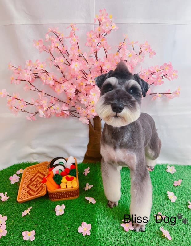 Bliss Dogの店内・トリミングの様子(2枚目)
