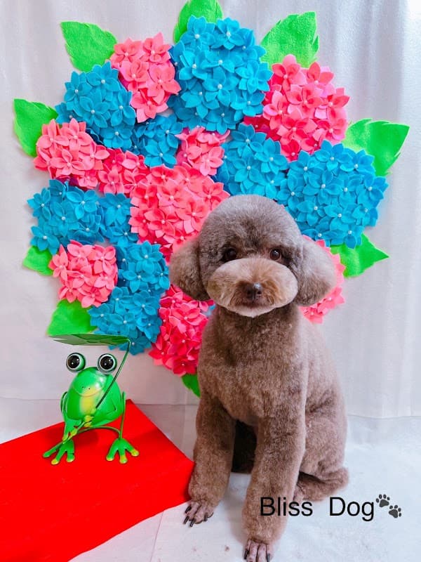 Bliss Dogの写真3