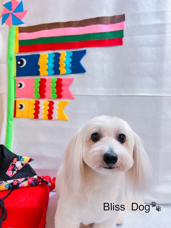 Bliss Dogの写真4