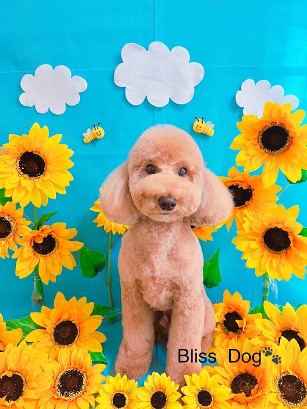 Bliss Dogの写真5